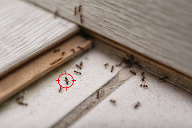 Best Local Pest Control Services  in Puyallup, WA