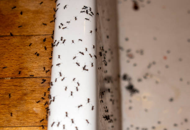Best Affordable Exterminators  in Puyallup, WA