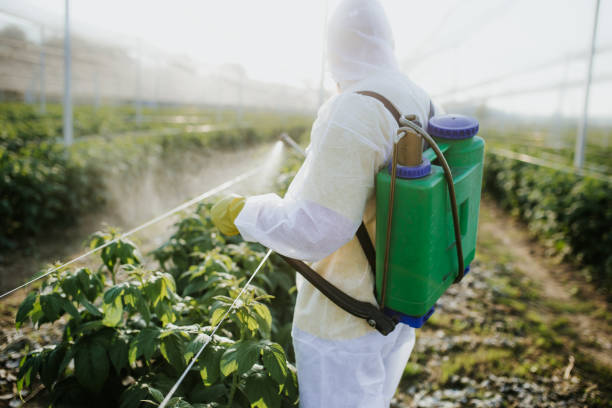 Best Affordable Pest Control Services  in Puyallup, WA